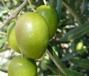 aceituna picual