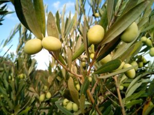 aceite de oliva