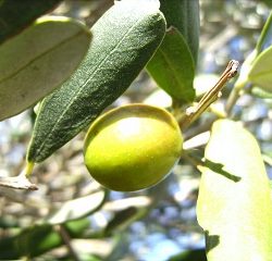 aceituna hojiblanca