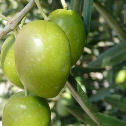 aceituna picual